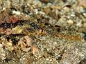 48 Winged Pipefish